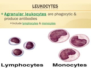 Agranular leukocytes   are phagocytic & produce antibodies Include  lymphocytes  &  monocytes 