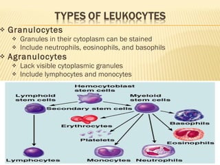 Granulocytes Granules in their cytoplasm can be stained Include neutrophils, eosinophils, and basophils Agranulocytes Lack visible cytoplasmic granules Include lymphocytes and monocytes 