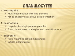 Neutrophils Multi-lobed nucleus with fine granules Act as phagocytes at active sites of infection  Eosinophils Large brick-red cytoplasmic granules Found in response to allergies and parasitic worms Basophils Have histamine-containing granules Initiate inflammation 