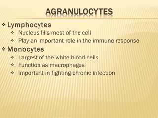 Lymphocytes Nucleus fills most of the cell Play an important role in the immune response Monocytes Largest of the white blood cells Function as macrophages Important in fighting chronic infection 