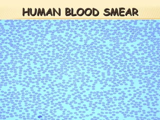 HUMAN BLOOD SMEAR 