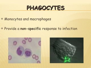 PHAGOCYTES Monocytes and macrophages Provide a  non-specific  response to infection 