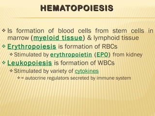 HEMATOPOIESIS Is formation of blood cells from stem cells in marrow  ( myeloid tissue )  & lymphoid tissue Erythropoiesis  is formation of RBCs Stimulated by  erythropoietin  ( EPO )  from kidney Leukopoiesis  is formation of WBCs Stimulated by variety of  cytokines = autocrine regulators secreted by immune system 
