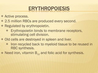 Active process. 2.5 million RBCs are produced every second. Regulated by erythropoietin. Erythropoietin binds to membrane receptors, stimulating cell division.  Old cells are destroyed in spleen and liver. Iron recycled back to myeloid tissue to be reused in RBC synthesis. Need iron, vitamin B 12  and folic acid for synthesis. 