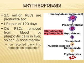 2.5 million RBCs are produced/sec Lifespan of 120 days Old RBCs removed from blood by phagocytic cells in liver, spleen, & bone marrow Iron recycled back into hemoglobin production 