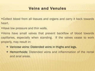 Veins and Venules Collect blood from all tissues and organs and carry it back towards heart. Have low pressure and thin walls. Veins have small valves that prevent backflow of blood towards capillaries, especially when standing.  If the valves cease to work properly, may result in: Varicose veins: Distended veins in thighs and legs. Hemorrhoids:  Distended veins and inflammation of the rectal and anal areas. 