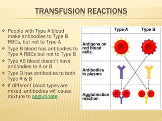 People with Type A blood make antibodies to Type B RBCs, but not to Type A Type B blood has antibodies to Type A RBCs but not to Type B Type AB blood doesn’t have antibodies to A or B Type O has antibodies to both Type A & B If different blood types are mixed, antibodies will cause mixture to  agglutinate 