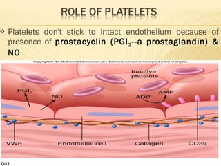 Platelets don't stick to intact endothelium because of presence of  prostacyclin (PGI 2 --a prostaglandin) & NO Keep clots from forming & are vasodilators 