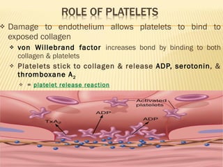 Damage to endothelium allows platelets to bind to exposed collagen von Willebrand factor  increases bond by binding to both collagen & platelets  Platelets stick to collagen & release  ADP, serotonin , &  thromboxane A 2   =  platelet release reaction 