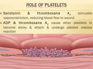 Serotonin & thromboxane A 2   stimulate vasoconstriction, reducing blood flow to wound ADP & thromboxane A 2   cause other platelets to become sticky & attach & undergo platelet release reaction This continues until  platelet plug  is formed  