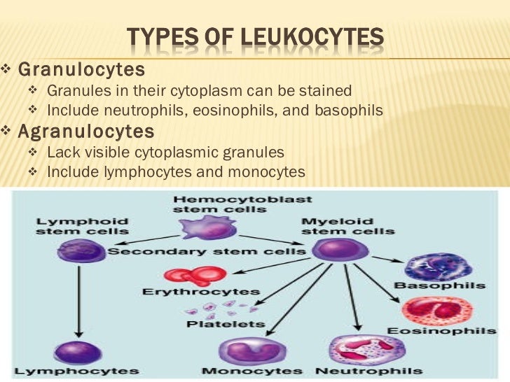 Blood & its functions