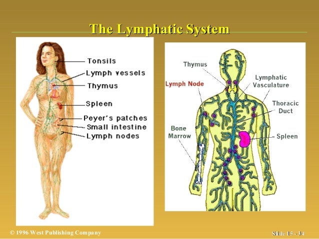 Blood, lymphatic,