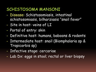 SCHISTOSOMA MANSONI
- Disease: Schistosomiasis, intestinal
  schistosomiasis, bilharziasis “snail fever”
- Site in host: veins of LI
- Portal of entry: skin
- Definitive host: humans, baboons & rodents
- Intermediate host: snail (Biomphalaria sp &
  Tropicorbis sp)
- Infective stage: cercariae
- Lab Dx: eggs in stool; rectal or liver biopsy
 