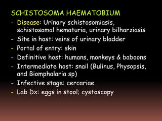 SCHISTOSOMA HAEMATOBIUM
- Disease: Urinary schistosomiasis,
  schistosomal hematuria, urinary bilharziasis
- Site in host: veins of urinary bladder
- Portal of entry: skin
- Definitive host: humans, monkeys & baboons
- Intermediate host: snail (Bulinus, Physopsis,
  and Biomphalaria sp)
- Infective stage: cercariae
- Lab Dx: eggs in stool; cystoscopy
 
