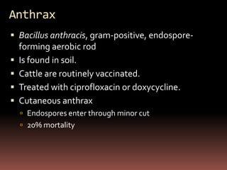 Anthrax
 Bacillus anthracis, gram-positive, endospore-
    forming aerobic rod
   Is found in soil.
   Cattle are routinely vaccinated.
   Treated with ciprofloxacin or doxycycline.
   Cutaneous anthrax
     Endospores enter through minor cut
     20% mortality
 