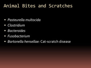 Animal Bites and Scratches

 Pasteurella multocida
 Clostridium
 Bacteroides
 Fusobacterium
 Bartonella hensellae: Cat-scratch disease
 