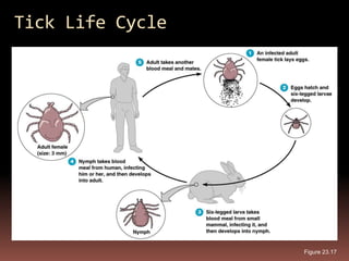 Tick Life Cycle




                  Figure 23.17
 
