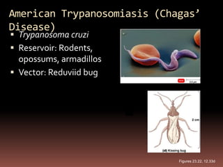 American Trypanosomiasis (Chagas’
Disease)
 Trypanosoma cruzi
 Reservoir: Rodents,
  opossums, armadillos
 Vector: Reduviid bug




                             Figures 23.22, 12.33d
 