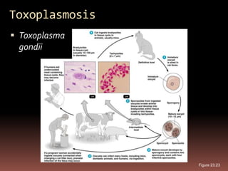 Toxoplasmosis
 Toxoplasma
 gondii




                Figure 23.23
 