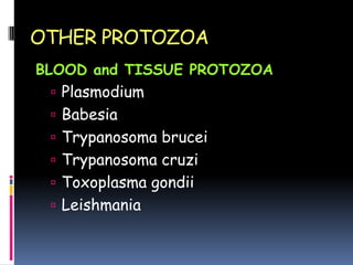 OTHER PROTOZOA
BLOOD and TISSUE PROTOZOA
  Plasmodium
  Babesia
  Trypanosoma brucei
  Trypanosoma cruzi
  Toxoplasma gondii
  Leishmania
 