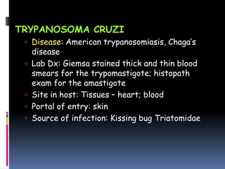 TRYPANOSOMA CRUZI
  Disease: American trypanosomiasis, Chaga’s
     disease
    Lab Dx: Giemsa stained thick and thin blood
     smears for the trypomastigote; histopath
     exam for the amastigote
    Site in host: Tissues – heart; blood
    Portal of entry: skin
    Source of infection: Kissing bug Triatomidae
 
