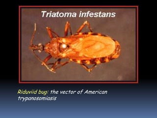 Riduviid bug: the vector of American
trypanosomiasis
 