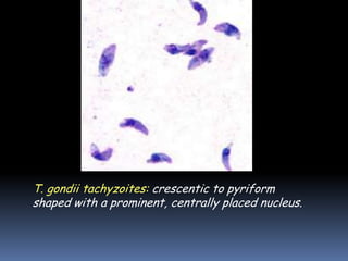 T. gondii tachyzoites: crescentic to pyriform
shaped with a prominent, centrally placed nucleus.
 