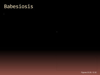 Babesiosis




             Figures 23.26, 12.32
 