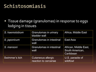 Schistosomiasis

 Tissue damage (granulomas) in response to eggs
  lodging in tissues
S. haemotobium   Granulomas in urinary      Africa, Middle East
                 bladder wall
S. japonicum     Granulomas in intestinal   East Asia
                 wall
S. mansoni       Granulomas in intestinal   African, Middle East,
                 wall                       South American,
                                            Caribbean
Swimmer’s itch   Cutaneous allergic         U.S. parasite of
                 reaction to cercariae      wildfowl
 