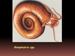 Biomphalaria spp.
 