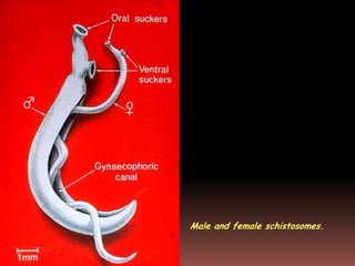Male and female schistosomes.
 