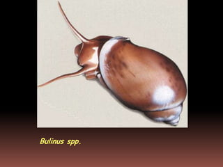Bulinus spp.
 