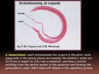 S.haematobium: adult schistosomes live in pairs in the pelvic veins
(especially in the venous plexus surrounding the bladder); males are
10-15 mm in lenght by 0,8-1 mm in diameter, and have a ventral
infolding from the ventral sucker to the posterior end forming the
gynecophoric canal. Adult male with female in the copulatory groove.
 