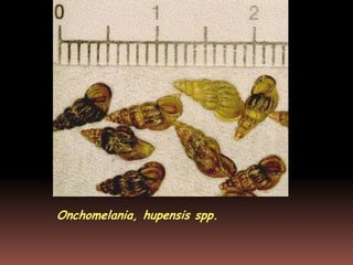 Onchomelania, hupensis spp.
 