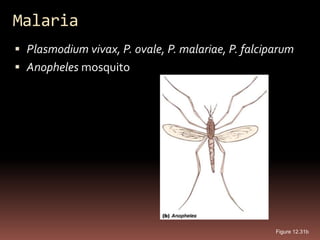 Malaria
 Plasmodium vivax, P. ovale, P. malariae, P. falciparum
 Anopheles mosquito




                                                    Figure 12.31b
 
