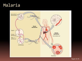 Malaria




          Figure 12.19
 