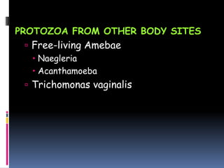PROTOZOA FROM OTHER BODY SITES
  Free-living Amebae
    Naegleria
    Acanthamoeba
  Trichomonas vaginalis
 