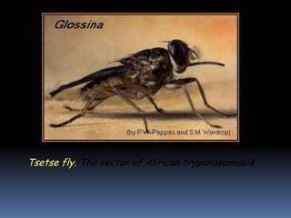 Tsetse fly. The vector of African trypanosomiasis
 