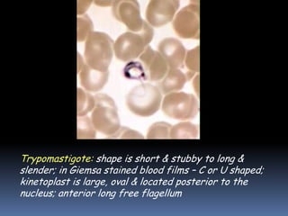 Trypomastigote: shape is short & stubby to long &
slender; in Giemsa stained blood films – C or U shaped;
kinetoplast is large, oval & located posterior to the
nucleus; anterior long free flagellum
 
