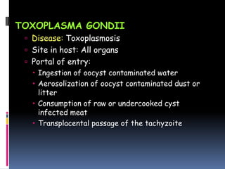 TOXOPLASMA GONDII
  Disease: Toxoplasmosis
  Site in host: All organs
  Portal of entry:
    Ingestion of oocyst contaminated water
    Aerosolization of oocyst contaminated dust or
     litter
    Consumption of raw or undercooked cyst
     infected meat
    Transplacental passage of the tachyzoite
 