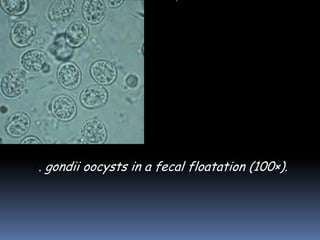 T. gondii oocysts in a fecal floatation (100×).
 
