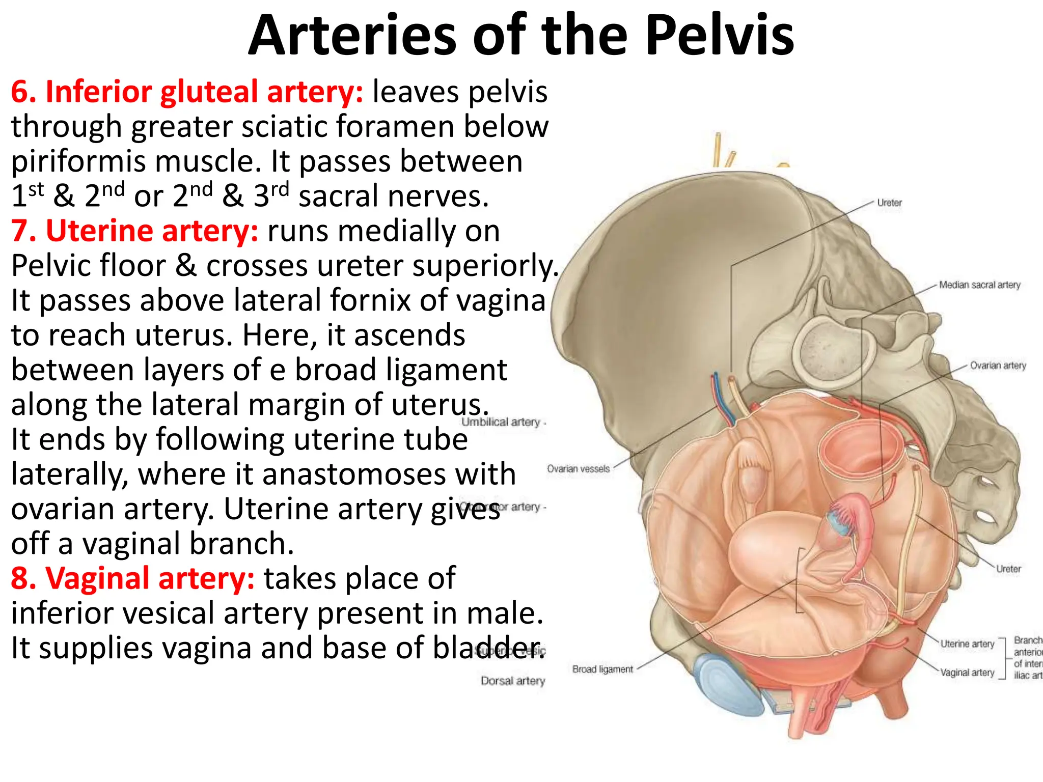 blood and nerve supply of the pelvis 2.pptx
