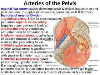blood and nerve supply of the pelvis 2.pptx