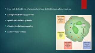 BLOOD and periodontal relation new ppt.ppt