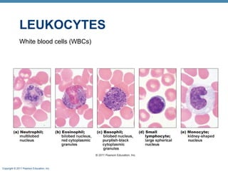 LEUKOCYTES
White blood cells (WBCs)

Copyright © 2011 Pearson Education, Inc.

 