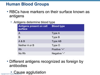 Human Blood Groups
• RBCs have markers on their surface known as
antigens
• Antigens determine blood type
Antigens present on cell
surface

Blood type

A

Type A

B

Type B

A&B

Type AB

Neither A or B

Type O

Rh

Positive “+”

No Rh

Negative “-”

• Different antigens recognized as foreign by
antibodies
• Cause agglutiation

Copyright © 2011 Pearson Education, Inc.

 
