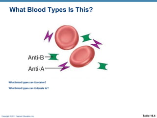 What Blood Types Is This?

What blood types can it receive?
What blood types can it donate to?

Copyright © 2011 Pearson Education, Inc.

Table 16.4

 
