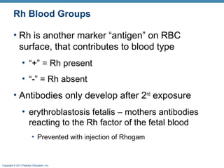 Rh Blood Groups
• Rh is another marker “antigen” on RBC
surface, that contributes to blood type
• “+” = Rh present
• “-” = Rh absent

• Antibodies only develop after 2nd exposure
• erythroblastosis fetalis – mothers antibodies
reacting to the Rh factor of the fetal blood
• Prevented with injection of Rhogam

Copyright © 2011 Pearson Education, Inc.

 