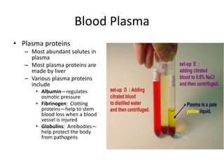 Blood Plasma:
Homeostatic imbalances
• Acidosis
– Blood becomes too
acidic
• Alkalosis
– Blood becomes too
basic
• In each...