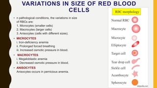 Microcyte Conditions Blood part 1 | PPTX